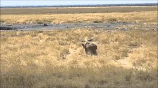Lion hunting warthogs
