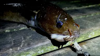 MONSTER FISH CAUGHT ON TINY LURE! 😯 LRF FISHING UK