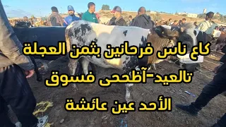 ضرووبات-وعجلة-ثنيياات-وسنين-لحليب فسوق الأحد عين عائشة ناس فرحانين بثمن العجلة 18/06/2023