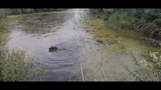 Дратхаар подача с воды