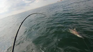 Fire Island Democrat Point Dusky Shark and Dolphins