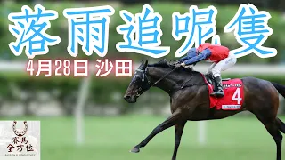 沙田今日暴雨，再搏一隻落雨馬｜靠血統點睇真正游水馬？｜4月28日 沙田