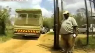 Львица атаковала туристов в южноафриканском парке