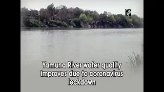 Yamuna River water quality improves due to coronavirus lockdown