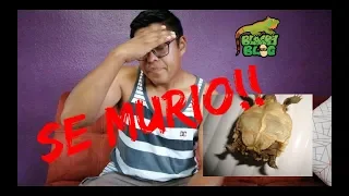 Se murio mi tortuga sulcata - Por mi culpa!!