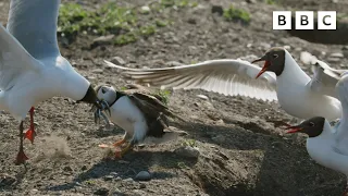 These gulls are VICIOUS 😱 | Wild Isles - BBC