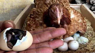 How Chicken hatch eggs and  how newly hatched chicks look