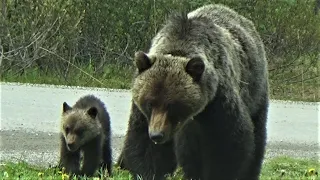 Grizzly bear loses her 4 month old cub for 12 hours!