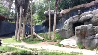 Chimps going crazy at the la zoo