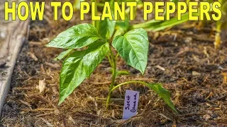 How To Plant Peppers | Complete Guide to Transplanting and Fertilizing