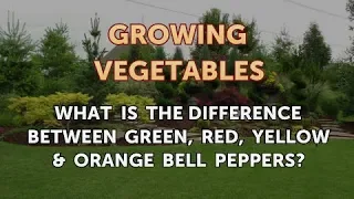 What Is the Difference Between Green, Red, Yellow & Orange Bell Peppers?
