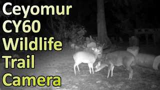 Filming Nocturnal Wildlife with the Ceyomur CY60 Wildlife Trail Camera