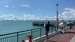 Bedok Jetty, Day 4 from 8, wolf-herring and queenfish