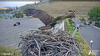 Iris Delivers Stick to Nest and Is Surrounded By Magpies | August 10, 2022 | Cornell Lab