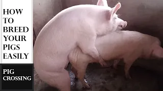 Easy Way To Breed Your Pigs ( Natural Breeding of Pigs)