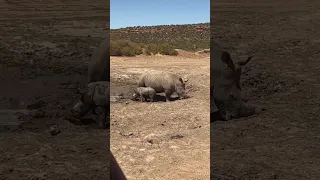 Baby rhino South Africa sanctuary part 1