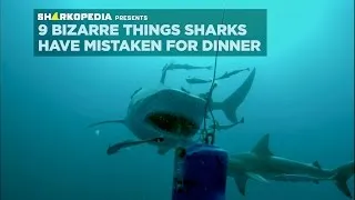 9 Bizarre Things Sharks Have Mistaken For Dinner | SHARK WEEK