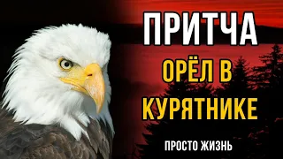 Орел в курятнике! Мудрая притча про окружение.