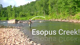 TROUT Fishing The Catskill Mountains - ESOPUS Creek!