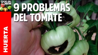 9 Problemas frecuentes en el cultivo de tomate y Soluciones - 9 Tomato problems @cosasdeljardin