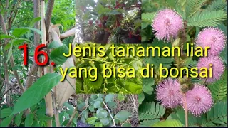 jenis tanaman liar yang bisa di jadikan bonsai