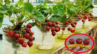 Extremely Easy With How To Grow Strawberries Fast For Harvest And Super Fruit