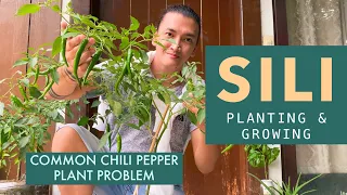 Paano mag tanim, mag alaga at mag pabunga ng SILI | CHILI PEPPERS common PROBLEMS and PLANTING TIPS