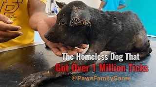 The Homeless Dog That Got Over 1 Million Ticks