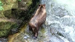 Brown bear at Anan eating Salmon and Fishing