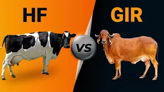 Hf vs Gir Cow