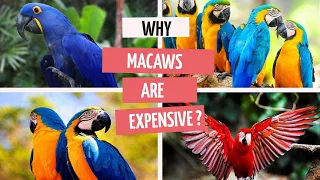 Why Macaws are Expensive? | मकाव क्यों महंगे होते है ? | #macaws #blueandgoldmacaw #shaikhtanveer