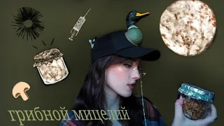 Как вырастить грибной мицелий /Простой способ выращивания мицелия/ shrooming