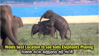 baby elephants enjoy rain at kaudulla Sri lanka #kaudulla #ceylonwildtrails #babyelephants