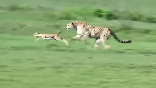 LION ATTACK ON GOAT GET HUNTING FAST