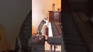 Cat playing piano like Nora