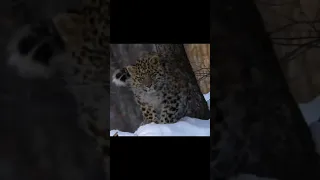Amur Leopard Population