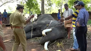PETA seeks inquiry into tusk trimming of an elephant in India