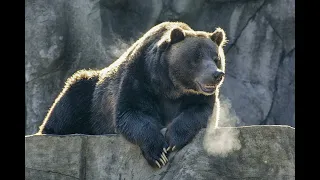 grizzly bear breathing