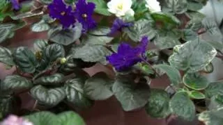 African Violet Time-Lapse