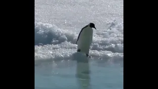 Penguin committed suicide 😮