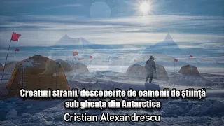 Creaturi Stranii, Descoperite De Oamenii De Stiinta Sub Gheata Din Antarctica