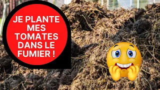 Des tomates dans le fumier de cheval !