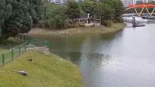 Eagle And Otter Fight In Singapore