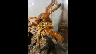 OBT babies and there removal