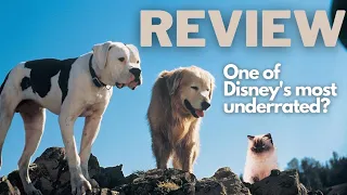 Homeward Bound (1993) | One of Disney's Most Underrated - SirSwish