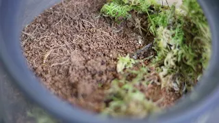 Liphistius - The Armoured Trapdoor Spider. The most you'll ever see of yours!