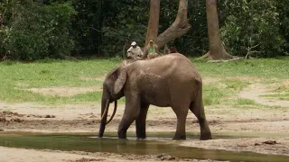 Protecting The Elephant Way Of Life | Natural World: Forest Elephants