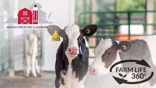 Farm Life 360º - Virginia Dairy Cow Milking