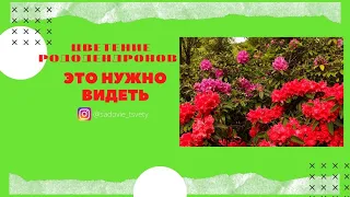 Цветение рододендрона |Рододендрон время цветения|Сроки цветения рододендронов