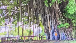 榕樹下 (Rong Shu Xia) Under the Banyan Tree  - "My Place of Cherished Memory"